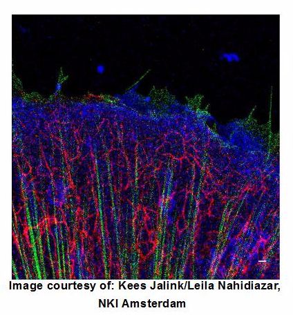 OxyFluor™ Protects Against Photobleaching in Live Cell Imaging