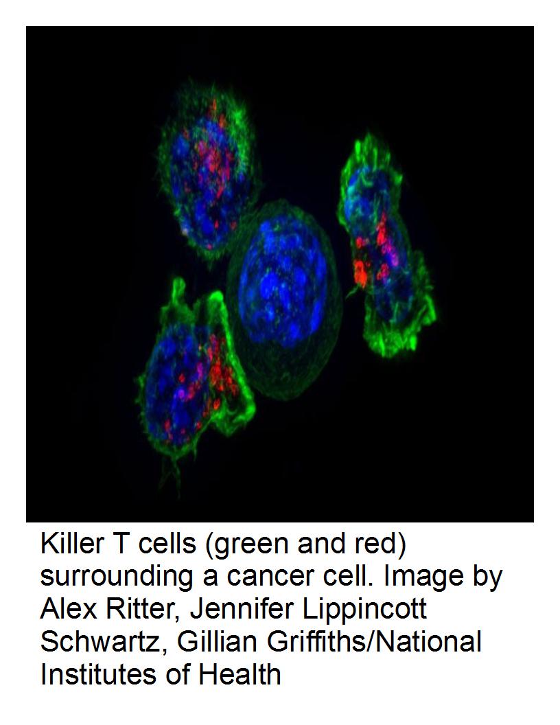 Hottest New Cancer Drugs Depend on Gut Microbes