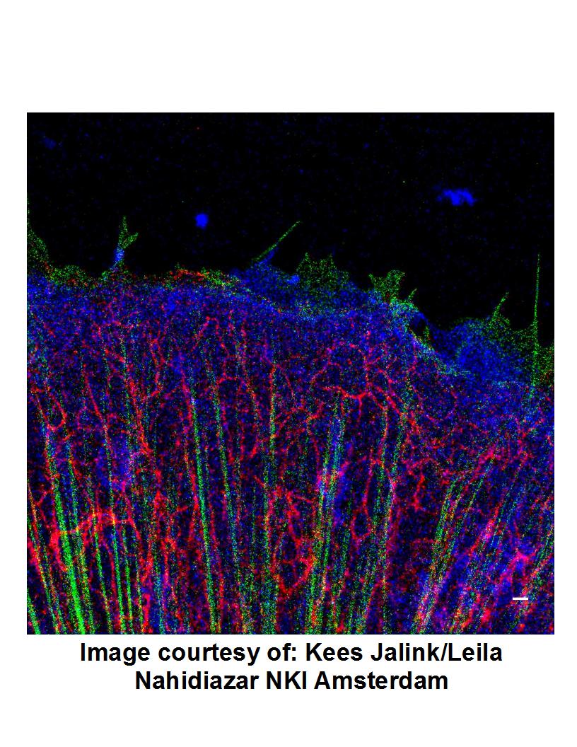 Oxyrase for Super Resolution Microscopy