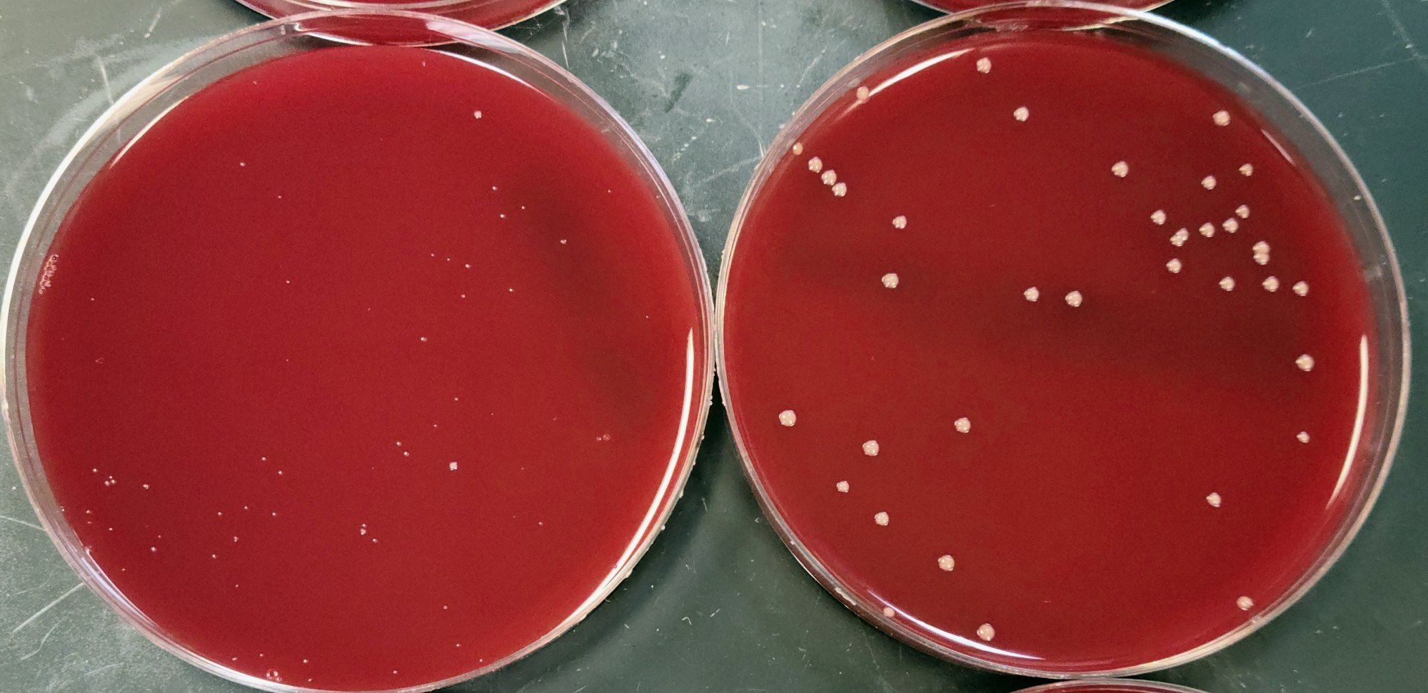 P. Levii colony growth on non-PRAS/PRAS media