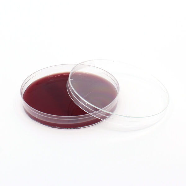 Brucella Blood Agar Plate