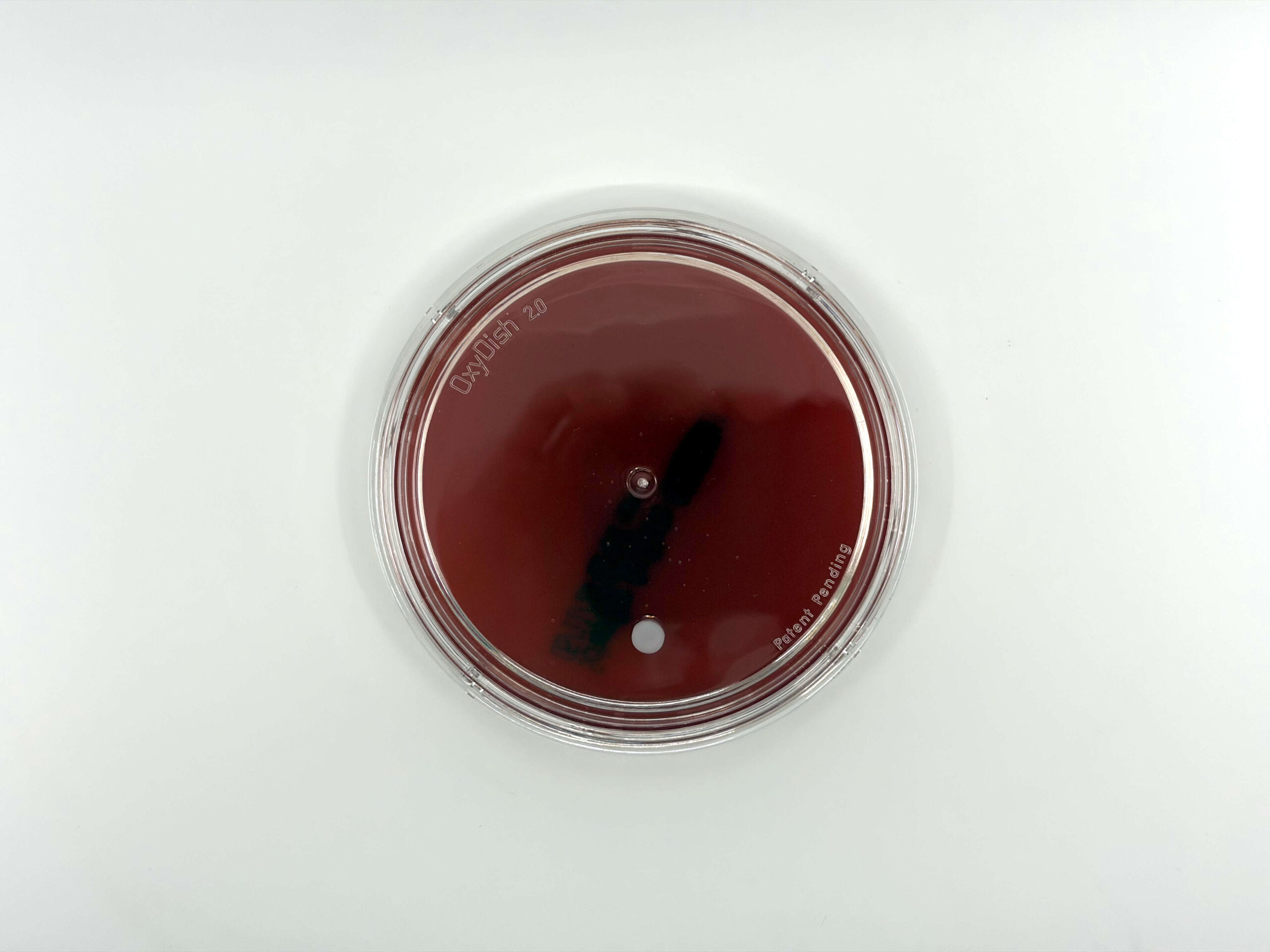 OxyPlate anaerobic culture plate with OxyDish seal and OxyBlue indicator showing anaerobic conditions