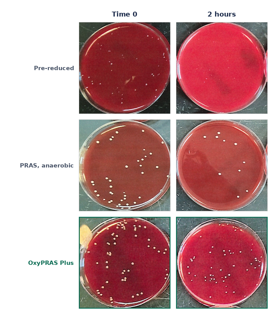 Six culture plates comparing Porphyromonas levii colony recovery at time zero and after two hours of oxygen exposure on pre-reduced, PRAS anaerobic and OxyPRAS Plus Brucella agar, with OxyPRAS Plus retaining visibly more colonies